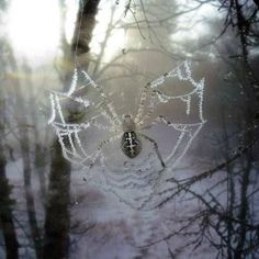 a spider web with water drops on it in the middle of some trees and snow