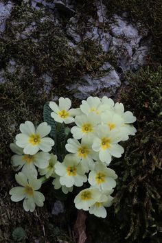 small white flowers with yellow centers in the middle of some mossy plants and rocks