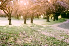 the sun shines brightly through the trees and grass in this park area with pink flowers on the ground