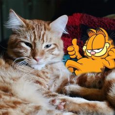 an orange and white cat laying on top of a couch next to a cartoon character