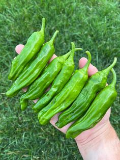 green peppers are held in the palm of someone's hand outside on some grass