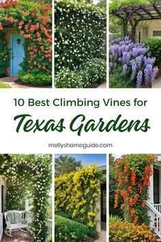 the top 10 best climbing vines for texas gardens