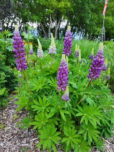 purple flowers are blooming in the garden