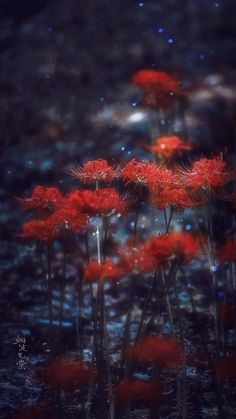 red flowers in the dark with water droplets