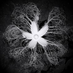 an overhead view of a white flower with roots