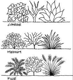 four different types of plants in black and white, each with their own name on it