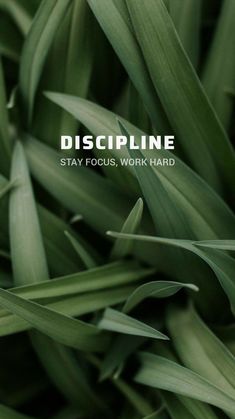 some green grass with the words discipline on it's bottom right corner and an image of