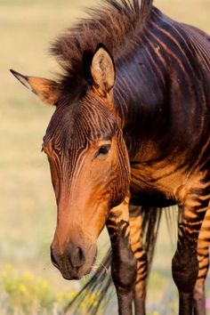 a close up of a zebra on a field with wildflowers in the background