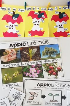 an apple life cycle with pictures of apples and flowers on it, along with other parts of the fruit tree