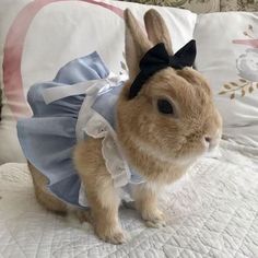 a small rabbit dressed in a blue dress