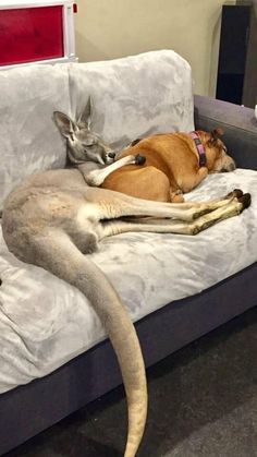 two cats and a dog sleeping on a couch