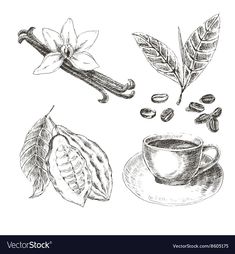 coffee beans and leaves on a white background