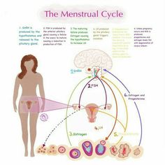 the menstrual cycle is shown in this diagram, as well as an image of