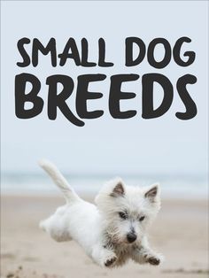 small dog breeds book cover with white puppy running on the beach