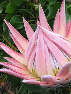 a large pink flower with green leaves in the background