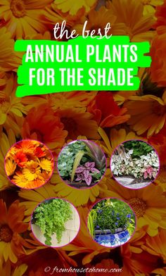 the best annual plants for the shade Annual Flowers For Shade, Container Gardening Shade, Shade Plants Container, Flowering Shade Plants, Garden Full Of Flowers, Shade Annuals, Plants For Shade, Full Sun Flowers, Annual Garden