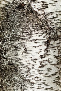 the bark of a birch tree in winter canvas print featuring an image of trees with white bark