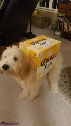 a small dog wearing a box on its head