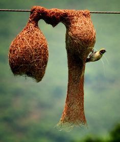 two birds are hanging upside down on a wire