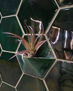 a small plant in a green pot on a tiled wall with hexagonal tiles