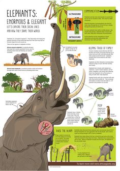 an elephant's head is shown with information about its surroundings and how to use it