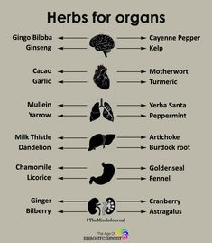 Herbs For Organs #Health Dandelion And Burdock, Motivasi Diet, Magia Das Ervas, Natural Healing Remedies, Healing Herbs, Natural Health Remedies, Food Healthy, Health Info