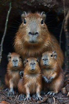 a mother capybara with her four babies in the forest, looking at the camera