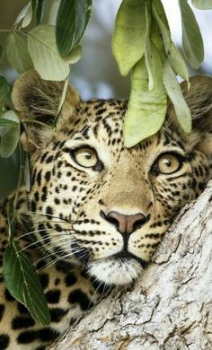 a close up of a leopard in a tree