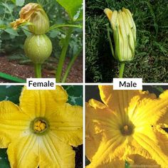 four different types of flowers that are yellow