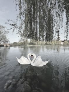 two white swans floating on top of a lake