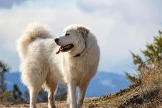 a large white dog standing on top of a hill