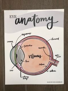 an eye anatomy poster on a wooden surface with the words'eye anatomy'written below it