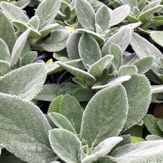 some green plants with white leaves on them