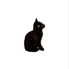 a black cat sitting on top of a white floor