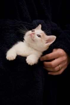 a black and white photo of a cat being held by someone's arm in the dark