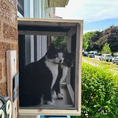 a black and white cat sitting in an open window