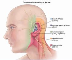 Nerve Anatomy, The Vagus Nerve, Med School, Educational Websites, Medical Students, Nerve, Anatomy