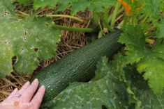 a cucumber that has been picked from the ground by someone's hand