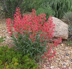 red flowers are blooming in the garden next to some rocks and plants with green leaves