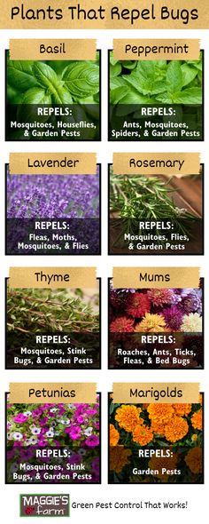 different types of flowers and plants that are labeled