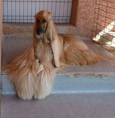 a long haired dog laying on the ground