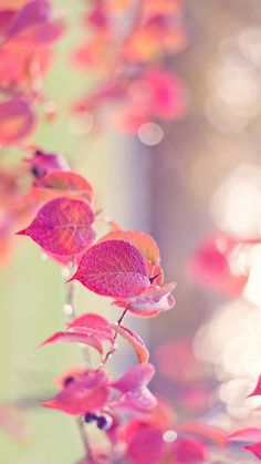 some pink and red leaves on a tree