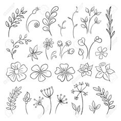 various flowers and leaves drawn in black ink on white paper, each with one line drawing