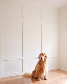 a golden retriever dog sitting in an empty room