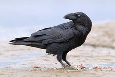 a large black bird standing on top of a sandy beach