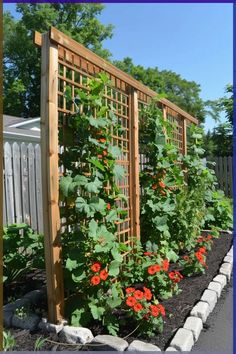 an outdoor garden with many plants growing on it