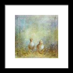 two chickens standing next to each other on a field