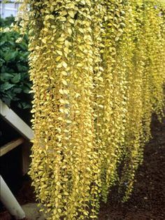 some very pretty yellow flowers hanging from a tree