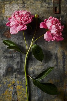 two pink peonies with green leaves on an old metal surface, against a grungy background