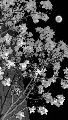 black and white photograph of tree with moon in background